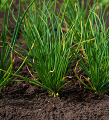 Green onions in the garden in the garden. Green sprouts. cultivation