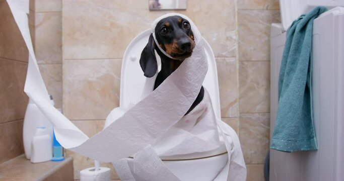 Dachshund covered with paper towels stands stuck in lavatory pan stomping paws. Domestic dog waits for owner barking and licking in light toilet