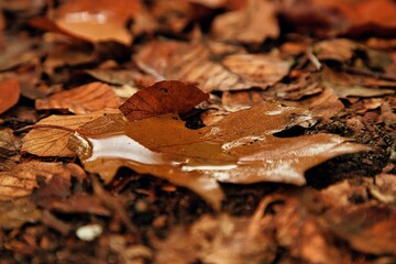 Baumblätter im Herbst in schönen herbstlichen Farben 