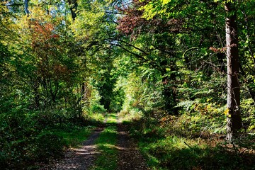 Grüner Waldweg im Herbst