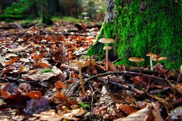 Kleine helle Pilze an einem Baumstamm