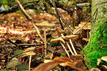Kleine helle Pilze an einem Baumstamm