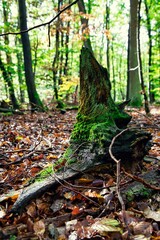 Moos auf altem Holz im Wald 