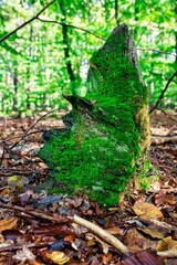 Moos auf altem Holz im Wald 