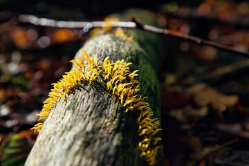 Gallerttränenverwandte kleine gelbe Pilze auf einem Baumstamm im Wald 