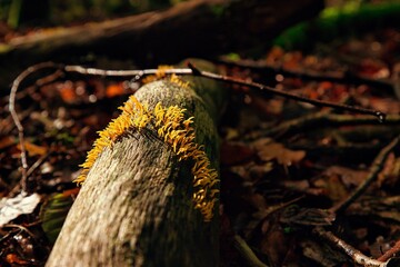 Gallerttränenverwandte kleine gelbe Pilze auf einem Baumstamm im Wald 