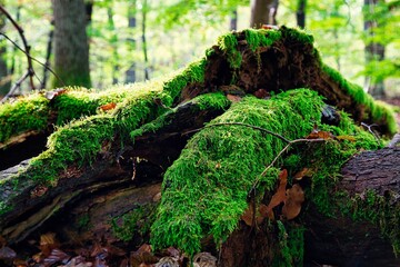 Moos auf altem Holz im Wald 