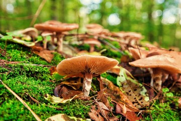 Rindenschwammverwandte Pilze im Herbst im Wald in Deutschland 
