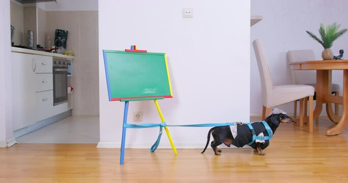 Funny dachshund dog drags a children school board tied to it with a harness with a leash, side view. Tricky pets play strange games at home or follow command.