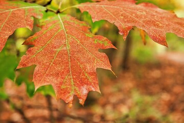 Baumblätter im Herbst in schönen herbstlichen Farben 