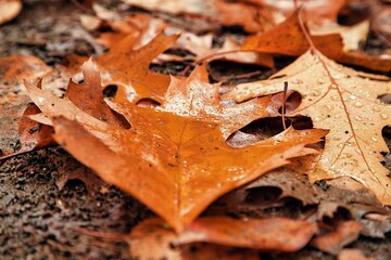 Baumblätter im Herbst in schönen herbstlichen Farben 