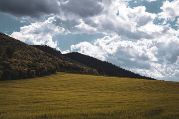 meadow cultivated with wheat on a cloudy day