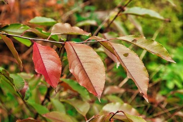 Baumblätter im Herbst in schönen herbstlichen Farben 