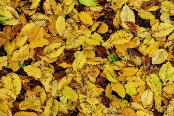 Baumblätter im Herbst in schönen herbstlichen Farben 
