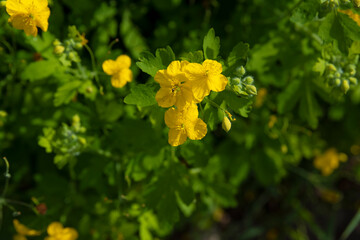 Celandine herb with yellow flowers close up
