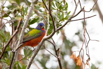 A male painted bunting (Passerina ciris) in a tree in Sarasota, Florida