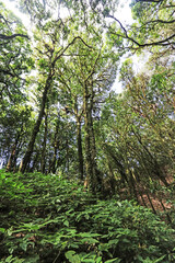 Fototapeta premium The hiking trail in the forest of Thailand.
