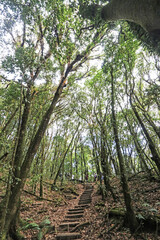 The hiking trail in the forest of Thailand.