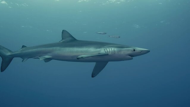 Wide Shot of a Large Blue Shark in the Atlantic Ocean underwater with light reflections in Slow Motion
