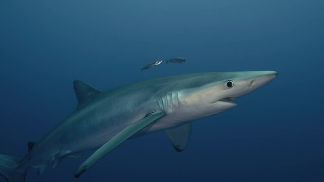 Large Blue Shark swimming towards the water surface with light reflections and small fish around it