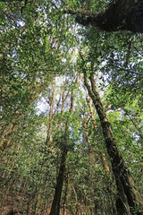 The hiking trail in the forest of Thailand.