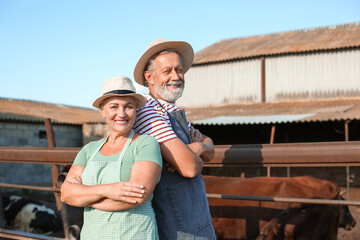 Mature workers near paddock with cows on farm