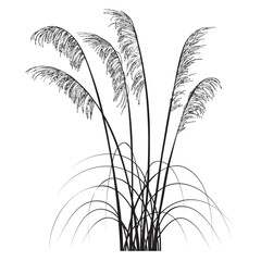 Toetoe New Zealand Native Plant Vector Line Art Illustration