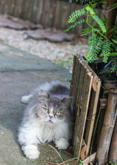 cute cat in coffe shop