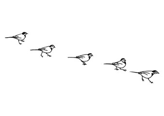 鳥