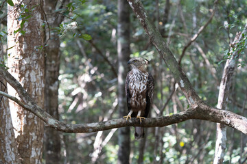 Crested hawk eagle perched in a branch