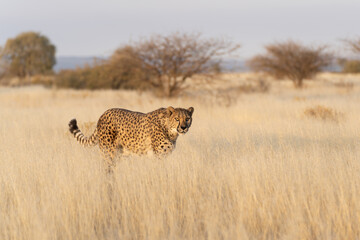 cheetah in the African savannah waiting for prey Namibia.