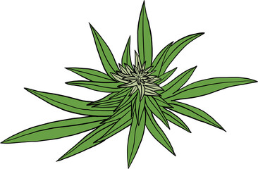 simplicity cannabis leaf freehand drawing