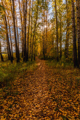 Obraz premium Path covered with yellow leaves in the autumn forest