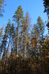 pine forest in autumn, Whitemud Park, Edmonton, Alberta