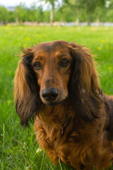 Red long haired dachshund dog on green grass on summer time