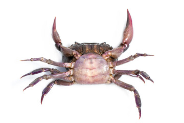 Image of crab (Field crab) isolated on white background. Food. Animal.