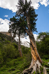Fototapeta na wymiar Turned tree body in Yading national reserve at Daocheng County, in the southwest of Sichuan Province, China.