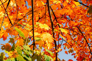 Close up of bright yellow and red maple leaves on fall tree branches with vibrant blurred background in autumn park.