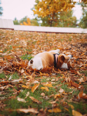 Cute corgi dog in autumn 