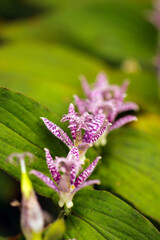 white and purple spotted exotic 