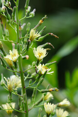 Indian lettuce (Lactuca indica) flowers blooming in the mountain.