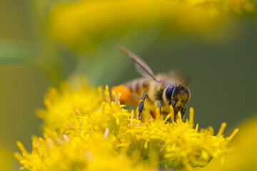 Western honey bee collecting nectar from the yellow flowers of the goldenrod. Close up macro photography.