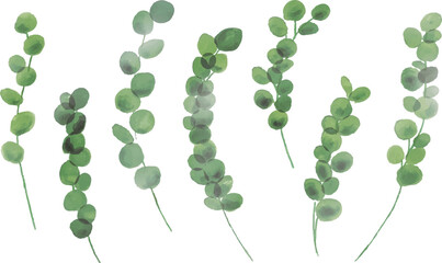 水彩画。水彩タッチのユーカリイラスト。ユーカリのベクターイラスト。Watercolor painting. Eucalyptus illustration with watercolor touch. Eucalyptus vector illustration. © necomammma