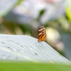 Fototapeta na wymiar butterfly rests, Costa Rica