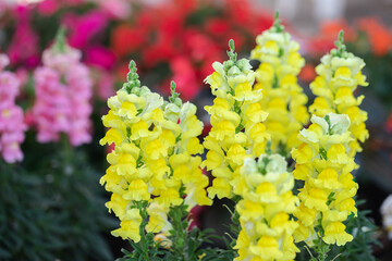Beautiful snapdragon flowers blooming in spring day. Antirrhinum majus