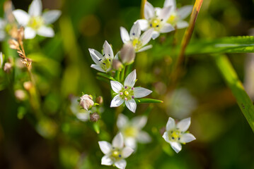 センブリの親子