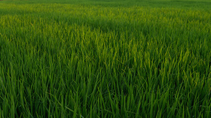 rice fields at sunset