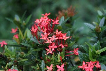 Close up of light red-pink flowers nature background There is space for a wide panoramic web banner design with beautiful wood design.
