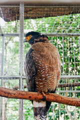 red tailed hawk perched