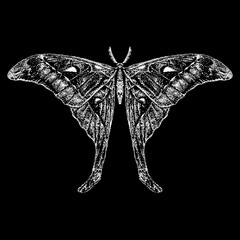 Hercules Moth hand drawing. Vector illustration isolated on black background. - obrazy, fototapety, plakaty